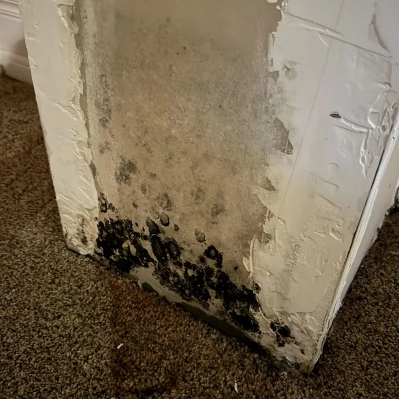 Professional Mold Removal in Morrisonville, IL